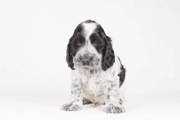   English Cocker Spaniel — Stock Photo, Image